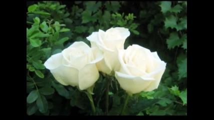 Славка калчева - Бяла роза 