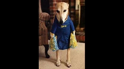 Funny Animals - Смешни животни