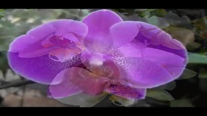 Екзотична красота