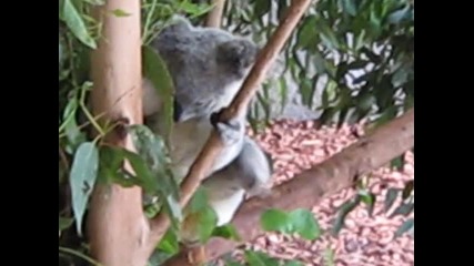 една много готина коала