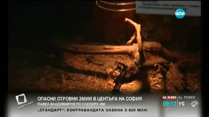 Опасни отровни змии в центъра на София