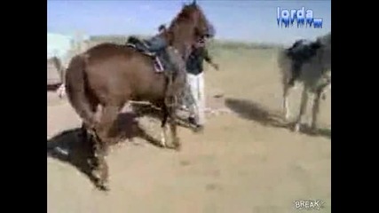 Защо дебелите араби не яздят коне - Смях