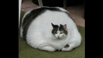 Най - дебелата котка в света 