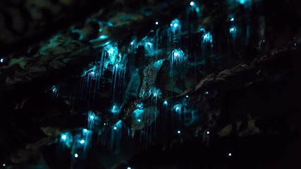 Светещи червейчета заснети в пещера в Нова Зеландия