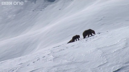 Bbc Grizzly Bears Negotiate Snowy Mountains - Natures Great Events The Great Salmon Run 