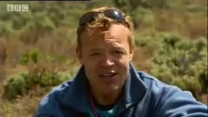 Graham Norton meets endangered Ethiopian Wolves & Mole Rats - Saving Wolves - Bbc animals 