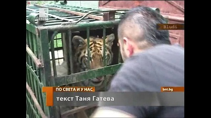 Тежка раздяла с тигър