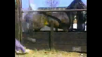 Horsekick