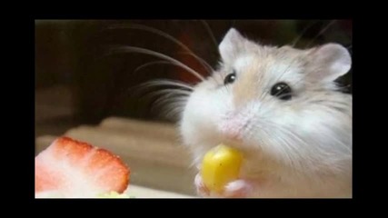 Funny Animals pics+progressive*part 2