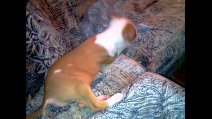Pit bull 5