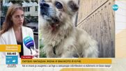 Питбул нападна жена и малкото й куче във Враца