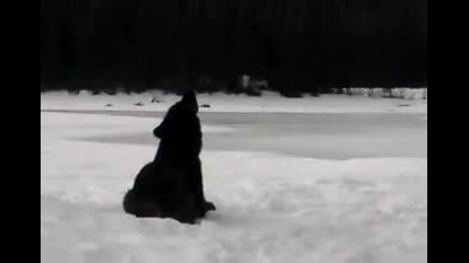 Wolf Howl (sd)_mpeg2video