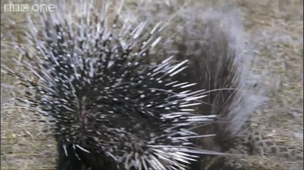 Hd Leopard Vs Porcupine - Natures Great Events The Great Flood - Bbc One 