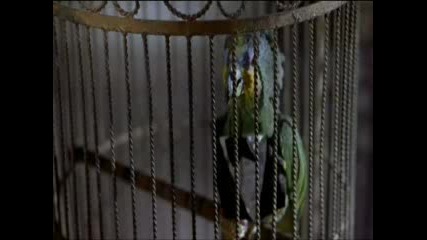 Scary Movie 2 - Говорещото папагалче