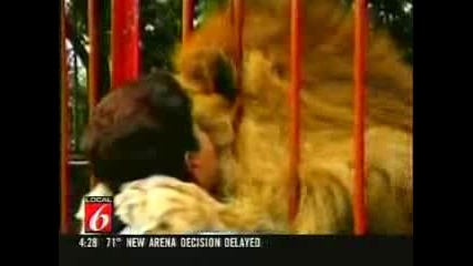 Лъв гуши и целува човек
