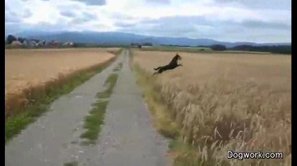 Лудо куче скача като кенгуру