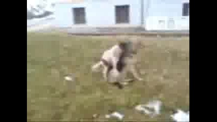 Кучешка Любов