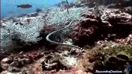 Enya - Caribbean Blue ( Life Under The Sea)