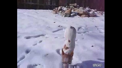 Куче ходи на 2 крака по Снега 