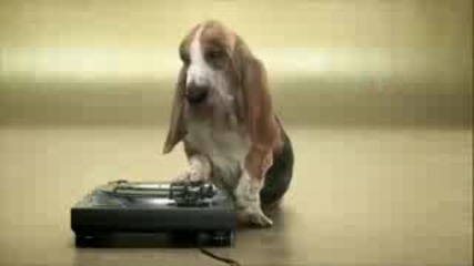 Basset Hound Beat Box 