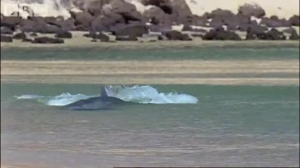 Едни прекрасни животни !