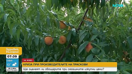 Напрежение сред производителите на праскови заради ниските изкупни цени