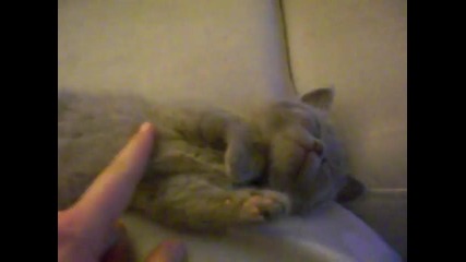 Cute dreaming kitty (original!!)