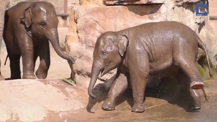 Бебета слончета се забавляват във водата
