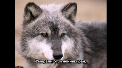Волчонок А.маршал 