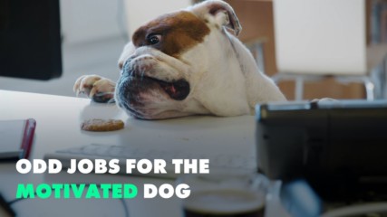 4 unusual jobs canines can do to pull their weight