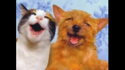 Keep Smiling Funny Cats