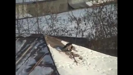 Птичка кара ски по покрива на къщата (смях)