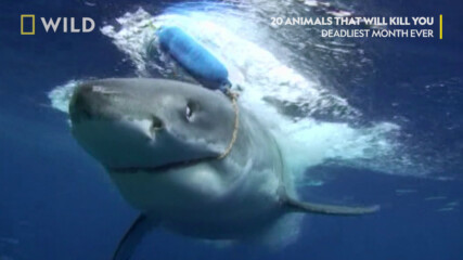 Близка среща с бялата акула | Десет животни, които ще ви убият | NG Wild Bulgaria