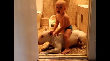 Бул-териер срещу бебе