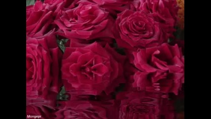 Rose garden - Lynne Anderson