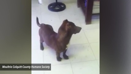 Кучето Роми - кръстоска между дакел и питбул