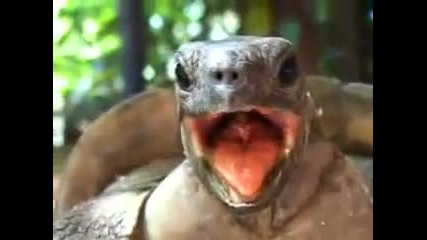 Turtle Moaning While Having Sex
