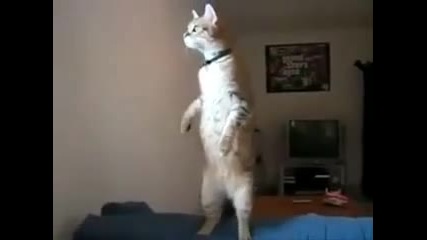 Котка се изправя на химна на България 