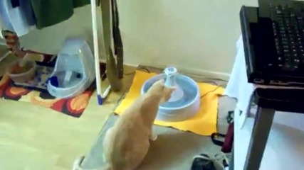 Котка играе с фонтан - Смях !