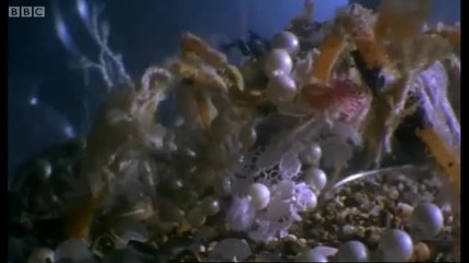 Dresser crab camouflage - Weird Nature - Bbc