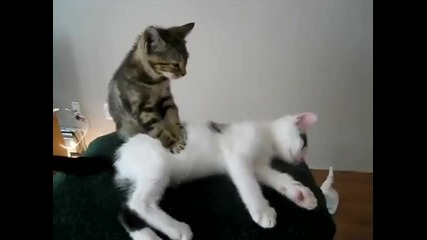 Kitten Massage Therapy - Funny Video