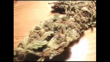 Subnoize Marijuana Montage