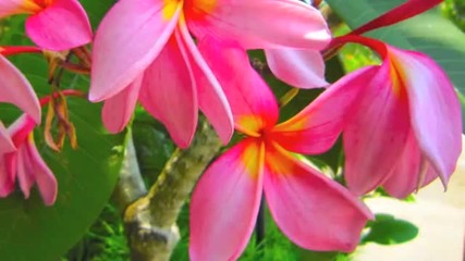 The Best of Times - Paul Mauriat Orchestra