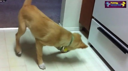 Компилация Смях - Most Funny Dogs Reacting To Lemons Compilation 2015