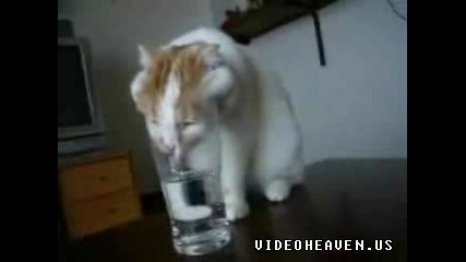 Котка Пие Вода :]