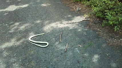 Змия на пътя
