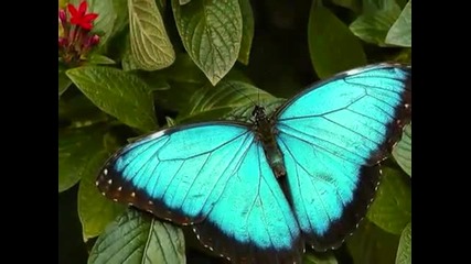 Концерт за пеперуда - Concerto pour un papillon