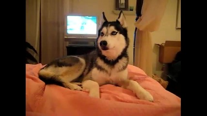 Хъски казва I love you 