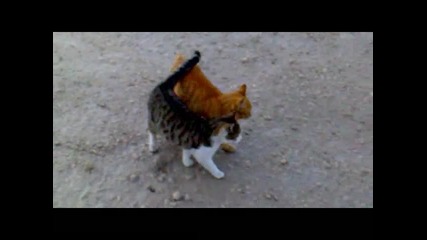 влюбените котета