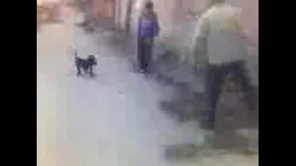 Vetrenski Pitbull Igrae Care